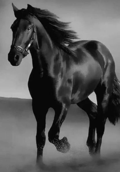 Art Canvas Animal Dark Horse Wall Art Living Room Home Decor    Home Decor Supply | Online Retail | ShoreShopper.com