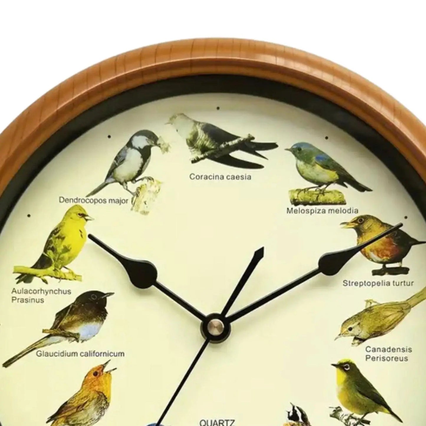 Wall Hanging Clock Decor Singing Bird Wall Clock Bird Clock With Sound Hanging Clock Decor for Kitchen Walls Shelf Decoration    Home Decor Supply | Online Retail | ShoreShopper.com