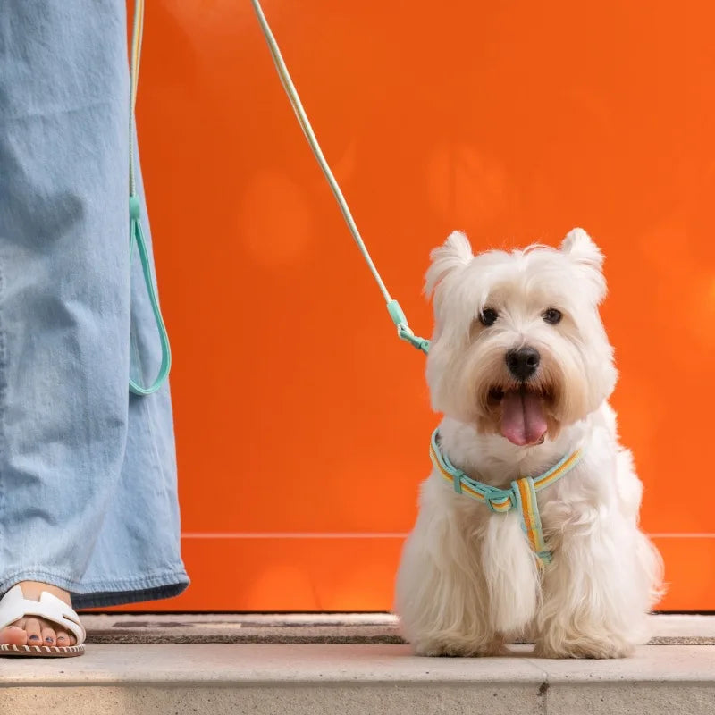 Durable Dog Collar Leash Set Adjustable Pet Collar For Small Medium Dogs Fashionable Dog Collar and Leash Set Pet supplies - ShoreCo.Shop