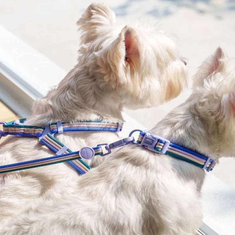 Durable Dog Collar Leash Set Adjustable Pet Collar For Small Medium Dogs Fashionable Dog Collar and Leash Set Pet supplies - ShoreCo.Shop